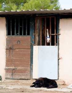 Pozo Aledo  - Pilar Morales