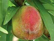 Melocot�n de Cieza