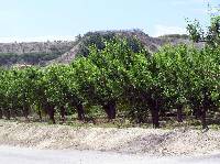 Cultivo de ciruelos Cultivo de ciruelos